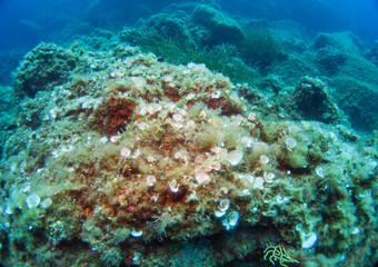 Underwater landscape of the Mediterranean Sea, corals and underwater fauna, Pianosa Marine National...