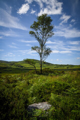 Tree on a hill, County Kerry, Ireland