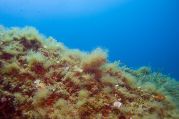 Naklejka na ściany i meble Underwater landscape of the Mediterranean Sea, corals and underwater fauna, Pianosa Marine National Park, Elba, Italy