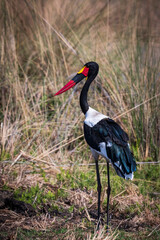 Fototapeta premium Saddle billed stork in the Okavango Delta