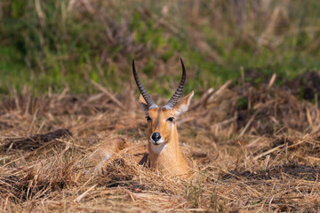 Reedbuck in the Okavango Delta