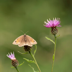 Beautiful vibrant image of Gatekeeper Pyronia Tithonus in wild flower meadow in Summer