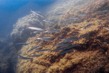 Fototapeta na wymiar Large school of Chevron Barracuda (Sphyraena putnamae), Isola d' Elba, Italy, mediterranean sea