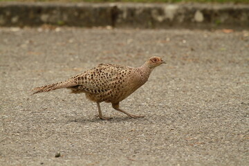 faisan de colchide femelle