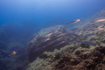 Large school of Chevron Barracuda (Sphyraena putnamae), Isola d' Elba, Italy, mediterranean sea