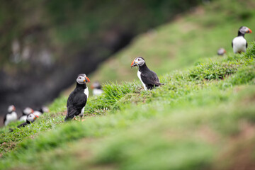 Wild Sea Birds Atlantic Puffins at the coast of Skomer Island, Pembrokeshire, Wales, UK