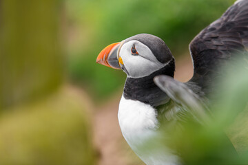 Wild Sea Birds Atlantic Puffins at the coast of Skomer Island, Pembrokeshire, Wales, UK