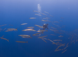 Large school of Chevron Barracuda (Sphyraena putnamae) and a diver, Isola d' Elba, Italy,...