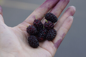 mulberry fruit on the palm close-up plucked