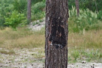 Arson soot wood coal bark trunk summer