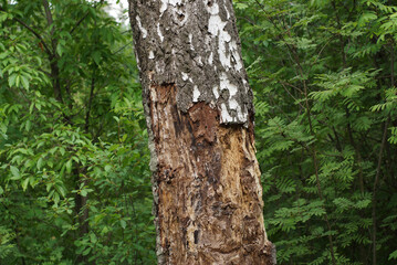 Fototapeta premium tree in the forest damaged by pests disease