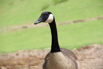 clear image of a goose - beautiful goose on the meadow