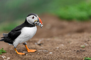 Wild Sea Birds Atlantic Puffins at the coast of Skomer Island, Pembrokeshire, Wales, UK