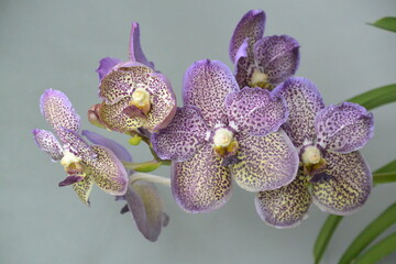 Obrazy  Purple vanda orchid flower. Stock photo of exotic tropical plant.