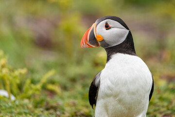 Wild Sea Birds Atlantic Puffins at the coast of Skomer Island, Pembrokeshire, Wales, UK