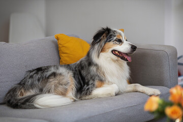 Australian Shepherd