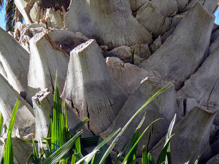 Naklejka premium Textura de Palmera