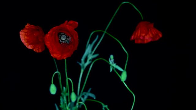 A Nice view of some poppies, papaver, on black background