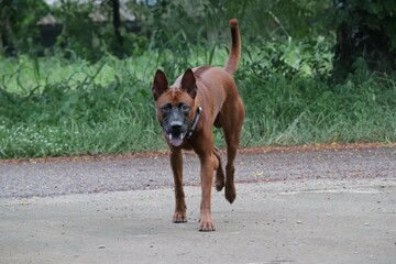 1 brown Thai dog, cute, smiling open mouth, strong dog, outside the street selectable focus