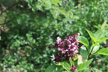 butterfly on a flower