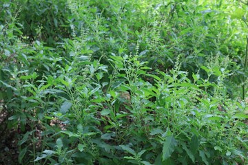 Basil Ocimum tenuiflorum Plots Family: Lamiaceae. Superior species: Genus Basil - Basil Species: O. tenuiflorum Class: Species Category: Magnoliophyta