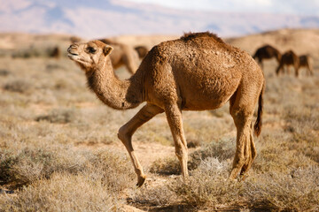 Camel in the tunisian deserts, at the edge of Sahara, Tunisia, Africa.