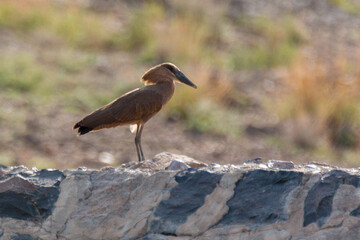 Hamerkop (Scopus umbretta), in Wadi Bana , Yemen