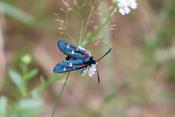 Zygaena black butterfly with red spots. Beautiful butterfly on a white forest flower.