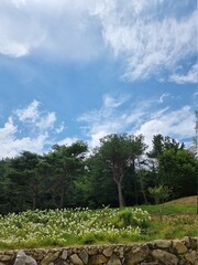 tree and sky