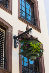 a dove is sitting on a hanging basket