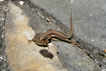 Close up of two male wall lizards (Podarcis muralis) in the middle of a fight
