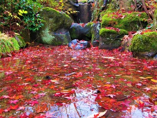 鮮やかな水面の紅葉
