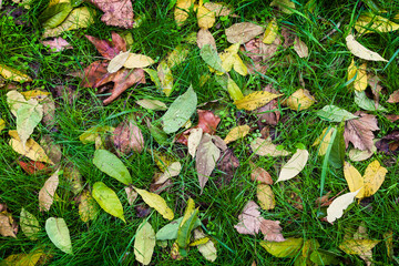Multicolored autumn leaves with morning dew on green grass, top view.