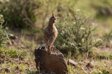 A Crested Lark (Galerida cristata) walking on ground 