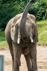 Fototapeta premium elephant