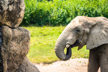 elephant