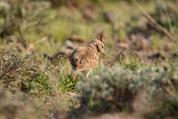 A Crested Lark (Galerida cristata) walking on ground 
