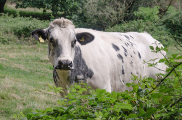 Kuh auf wiese