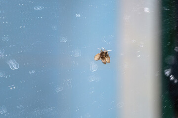 A small toilet fly perches on a dirty glass mirror covered in abstract stains from dried water....