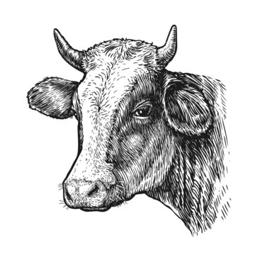 Drawing of isolated cow head with horns on white. Sketch vintage illustration