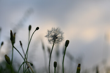 タンポポのシルエット