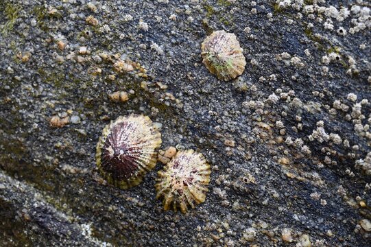 Trois patelles sur un rocher en gros plan