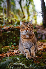 A Siberian tabby cat exploring the dark autumn forest. fairytale character of fall forest