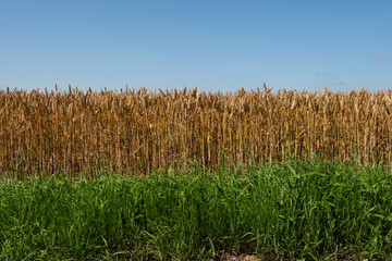 Wheat fields by a road..
