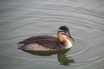 Grebe On The Water, Elk Island National Park, Alberta