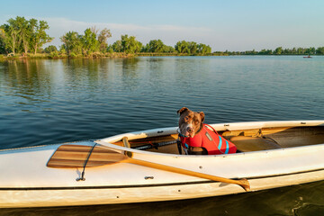pit bull  dog wearing a life jacket is sitting in a decked expedition canoe on a calm lake in...