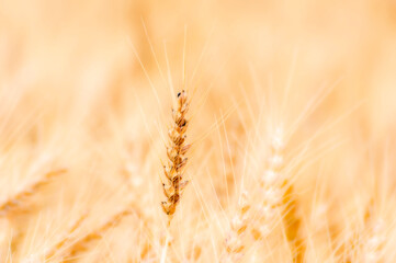 黄金色の麦畑