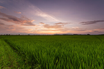 夕立後の夕暮れの青田