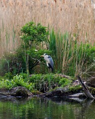 great heron