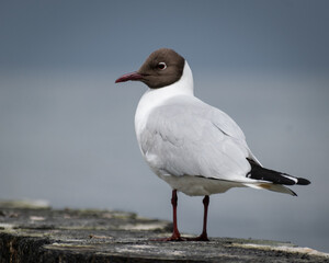 seagull